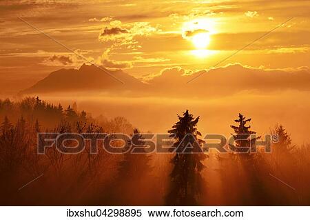 Sonnenstrahlen scheinen im Nebel durch Fichtenwald, hinten Pilatus, Baar, Kanton Zug, Schweiz, Europa View Large Photo Image Stock Photography - Sonnenstrahlen scheinen im Nebel durch Fichtenwald, hinten Pilatus, Baar, Kanton Zug, Schweiz, Europa. Fotosearch