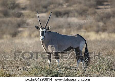 Spiessbock (Oryx gazella), Kgalagadi-Transfrontier-Nationalpark, Nordkap Provinz, Sudafrika View Large Photo Image Picture - Spiessbock (Oryx gazella), Kgalagadi-Transfrontier-Nationalpark, Nordkap Provinz, Sudafrika. Fotosearch