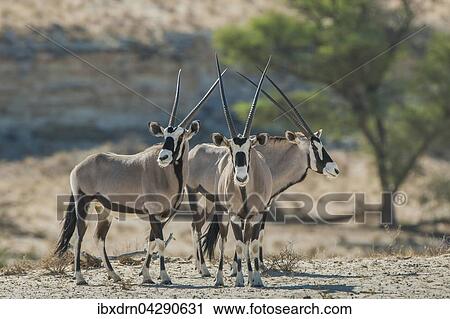 Spiessbocke (Oryx gazella), drei Tiere, Kgalagadi-Transfrontier-Nati View Large Photo Image Stock Image - Spiessbocke (Oryx gazella), drei Tiere, Kgalagadi-Transfrontier-Nati. Fotosearch