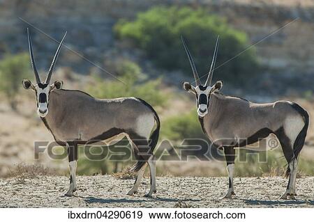 Spiessbocke (Oryx gazella), Kgalagadi-Transfrontier-Nationalpark, Nordkap Provinz, Sudafrika View Large Photo Image Stock Photo - Spiessbocke (Oryx gazella), Kgalagadi-Transfrontier-Nationalpark, Nordkap Provinz, Sudafrika. Fotosearch