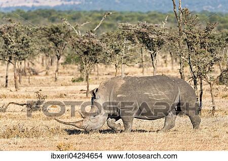 Picture - Spitzmaulnashorn (Diceros bicornis), Ol Pejeta Reservat, Kenia, Afrika. Fotosearch