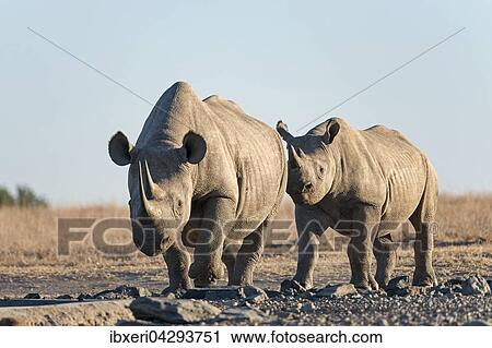 Stock Image - Spitzmaulnashorn (Diceros bicornis), Ol Pejeta Reservat, Kenia, Afrika. Fotosearch