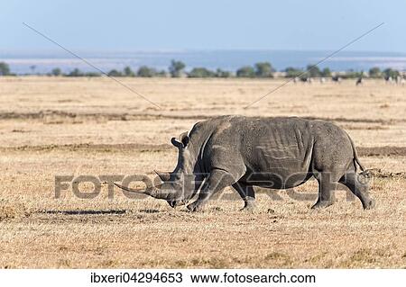 Stock Image - Spitzmaulnashorn (Diceros bicornis), Ol Pejeta Reservat, Kenia, Afrika. Fotosearch