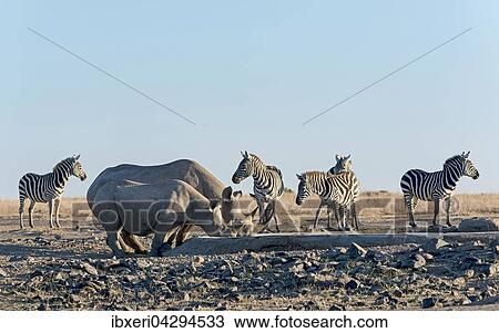 Spitzmaulnashorner Diceros Bicornis Trinken An Kunstlichem Wasserloch Hinten Steppenzebras Equus Quagga Ol Pejeta Reservat Kenia Afrika Stock Image Ibxeri Fotosearch