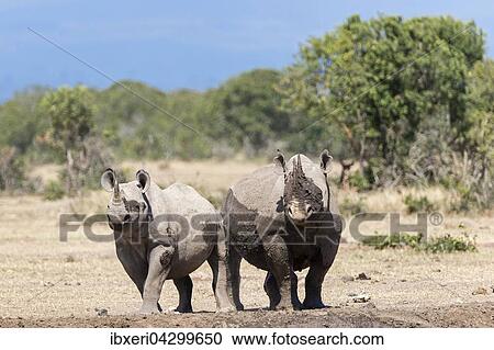 Spitzmaulnashorner (Diceros bicornis) nach Schlammbad, Ol Pejeta Reservat, Kenia, Afrika View Large Photo Image Stock Image - Spitzmaulnashorner (Diceros bicornis) nach Schlammbad, Ol Pejeta Reservat, Kenia, Afrika. Fotosearch