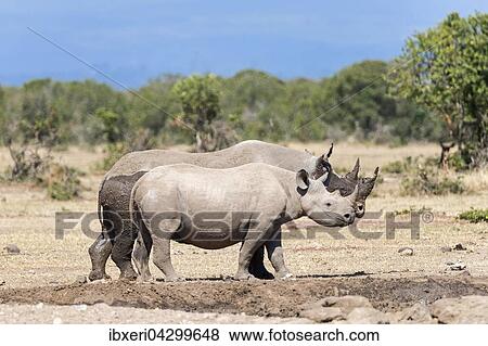Spitzmaulnashorner (Diceros bicornis) nach Schlammbad, Ol Pejeta Reservat, Kenia, Afrika View Large Photo Image Stock Photo - Spitzmaulnashorner (Diceros bicornis) nach Schlammbad, Ol Pejeta Reservat, Kenia, Afrika. Fotosearch