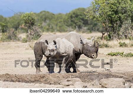 Stock Photo - Spitzmaulnashorner (Diceros bicornis) nach Schlammbad, Ol Pejeta Reservat, Kenia, Afrika. Fotosearch
