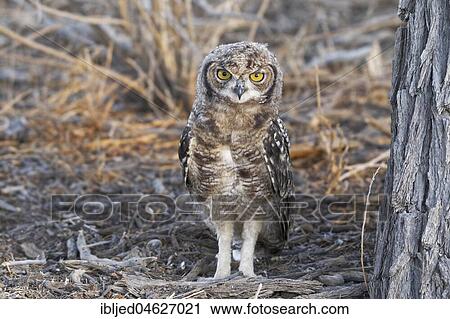 Spotted eagle-owl (Bubo africanus), young bird on the ground, Kgalagadi Transfrontier Park, Northern Cape, South Africa, Africa View Large Photo Image Stock Image - Spotted eagle-owl (Bubo africanus), young bird on the ground, Kgalagadi Transfrontier Park, Northern Cape, South Africa, Africa. Fotosearch