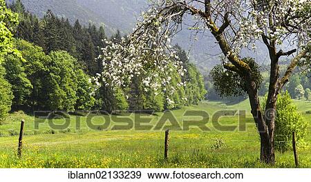 Stock Photo - Spring in Modenbachtal valley, Southern Palatinate, Pfalz, Rhineland-Palatinate, Germany, Europe. Fotosearch