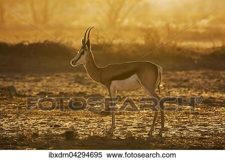 Springbock (Antidorcas marsupialis) im Abendlicht, Kgalagadi-Transfrontier-Nationalpark, Nordkap Provinz, Sudafrika View Large Photo Image Stock Photography - Springbock (Antidorcas marsupialis) im Abendlicht, Kgalagadi-Transfrontier-Nationalpark, Nordkap Provinz, Sudafrika. Fotosearch