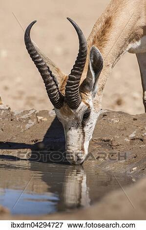 Springbock (Antidorcas marsupialis) trinkt am Wasserloch, Kgalagadi-Transfrontier-Nationalpark, Nordkap Provinz, Sudafrika View Large Photo Image Stock Photo - Springbock (Antidorcas marsupialis) trinkt am Wasserloch, Kgalagadi-Transfrontier-Nationalpark, Nordkap Provinz, Sudafrika. Fotosearch