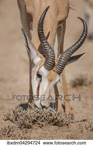 Springbock-Antilope (Antidorcas marsupialis) frisst, Kgalagadi-Transfrontier-Nationalpark, Nordkap Provinz, Sudafrika View Large Photo Image Picture - Springbock-Antilope (Antidorcas marsupialis) frisst, Kgalagadi-Transfrontier-Nationalpark, Nordkap Provinz, Sudafrika. Fotosearch