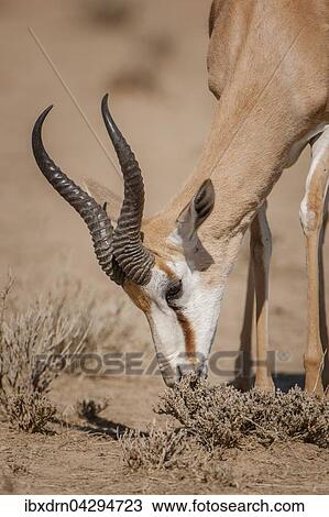 Springbock-Antilope (Antidorcas marsupialis) frisst, Kgalagadi-Transfrontier-Nationalpark, Nordkap Provinz, Sudafrika View Large Photo Image Stock Image - Springbock-Antilope (Antidorcas marsupialis) frisst, Kgalagadi-Transfrontier-Nationalpark, Nordkap Provinz, Sudafrika. Fotosearch