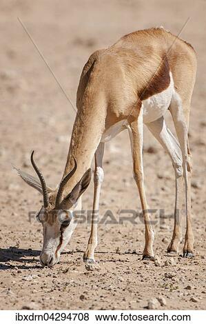 Springbock-Antilope (Antidorcas marsupialis) frisst, Kgalagadi-Transfrontier-Nationalpark, Nordkap Provinz, Sudafrika View Large Photo Image Stock Photo - Springbock-Antilope (Antidorcas marsupialis) frisst, Kgalagadi-Transfrontier-Nationalpark, Nordkap Provinz, Sudafrika. Fotosearch
