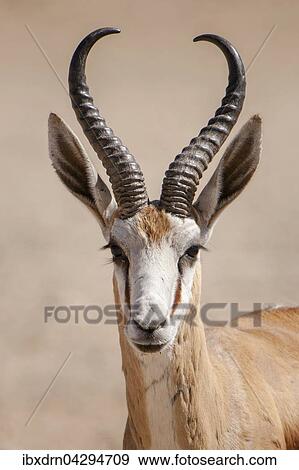 Springbock-Antilope (Antidorcas marsupialis), Bock, Tierportrait, Kgalagadi-Transfrontier-Nationalpark, Nordkap Provinz, Sudafrika View Large Photo Image Stock Photo - Springbock-Antilope (Antidorcas marsupialis), Bock, Tierportrait, Kgalagadi-Transfrontier-Nationalpark, Nordkap Provinz, Sudafrika. Fotosearch