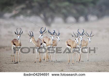 Springbocke (Antidorcas marsupialis), Tiergruppe, Kgalagadi-Transfrontier-Nationalpark, Nordkap Provinz, Sudafrika View Large Photo Image Stock Image - Springbocke (Antidorcas marsupialis), Tiergruppe, Kgalagadi-Transfrontier-Nationalpark, Nordkap Provinz, Sudafrika. Fotosearch