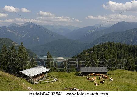 Staffel-Alm Hochleger am Staffel, Jachenau uber dem Sylvensteinspeicher, Tolzer Land, Oberbayern, Bayern, Deutschland, Europa View Large Photo Image Stock Image - Staffel-Alm Hochleger am Staffel, Jachenau uber dem Sylvensteinspeicher, Tolzer Land, Oberbayern, Bayern, Deutschland, Europa. Fotosearch
