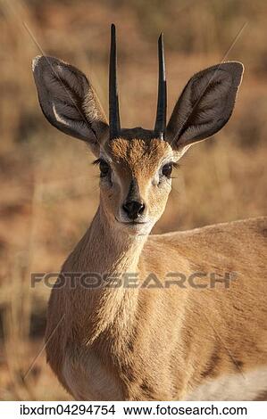 Steinbockchen (Raphicerus campestris), Tierportrait, Kgalagadi-Transfrontier-Nationalpark, Nordkap Provinz, Sudafrika View Large Photo Image Picture - Steinbockchen (Raphicerus campestris), Tierportrait, Kgalagadi-Transfrontier-Nationalpark, Nordkap Provinz, Sudafrika. Fotosearch