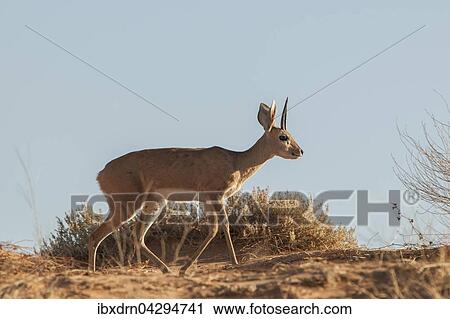Steinbockchen (Raphicerus campestris) geht, Kgalagadi-Transfrontier-Nationalpark, Nordkap Provinz, Sudafrika View Large Photo Image Stock Image - Steinbockchen (Raphicerus campestris) geht, Kgalagadi-Transfrontier-Nationalpark, Nordkap Provinz, Sudafrika. Fotosearch