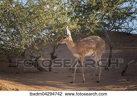 Steinbockchen (Raphicerus campestris) steht im Gebusch, Kgalagadi-Transfrontier-Nationalpark, Nordkap Provinz, Sudafrika View Large Photo Image Stock Image - Steinbockchen (Raphicerus campestris) steht im Gebusch, Kgalagadi-Transfrontier-Nationalpark, Nordkap Provinz, Sudafrika. Fotosearch