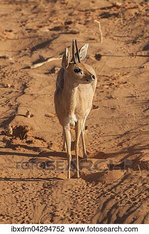 Steinbockchen (Raphicerus campestris) auf Dune, Kgalagadi-Transfrontier-Nationalpark, Nordkap Provinz, Sudafrika View Large Photo Image Stock Image - Steinbockchen (Raphicerus campestris) auf Dune, Kgalagadi-Transfrontier-Nationalpark, Nordkap Provinz, Sudafrika. Fotosearch