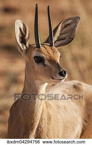 Steinbockchen (Raphicerus campestris), Tierportrait, Kgalagadi-Transfrontier-Nationalpark, Nordkap Provinz, Sudafrika View Large Photo Image Stock Photograph - Steinbockchen (Raphicerus campestris), Tierportrait, Kgalagadi-Transfrontier-Nationalpark, Nordkap Provinz, Sudafrika. Fotosearch