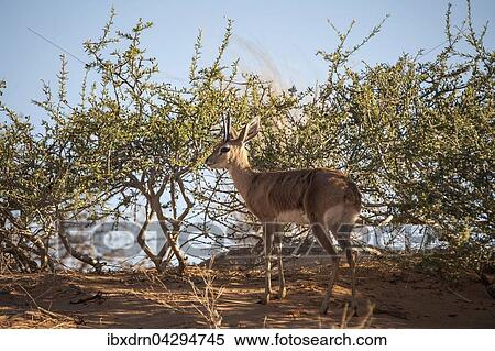 Steinbockchen (Raphicerus campestris) steht im Gebusch, Kgalagadi-Transfrontier-Nationalpark, Nordkap Provinz, Sudafrika View Large Photo Image Stock Photography - Steinbockchen (Raphicerus campestris) steht im Gebusch, Kgalagadi-Transfrontier-Nationalpark, Nordkap Provinz, Sudafrika. Fotosearch