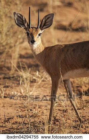 Steinbockchen (Raphicerus campestris), Kgalagadi-Transfrontier-Nationalpark, Nordkap Provinz, Sudafrika View Large Photo Image Stock Photography - Steinbockchen (Raphicerus campestris), Kgalagadi-Transfrontier-Nationalpark, Nordkap Provinz, Sudafrika. Fotosearch