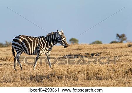 Steppenzebra (Equus quagga), Ol Pejeta Reservat, Kenia, Afrika View Large Photo Image Stock Image - Steppenzebra (Equus quagga), Ol Pejeta Reservat, Kenia, Afrika. Fotosearch