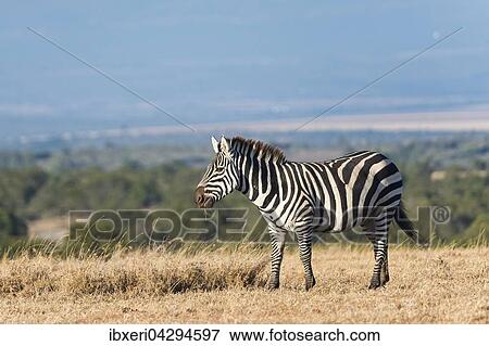 Steppenzebra (Equus quagga), Ol Pejeta Reservat, Kenia, Afrika View Large Photo Image Stock Photo - Steppenzebra (Equus quagga), Ol Pejeta Reservat, Kenia, Afrika. Fotosearch