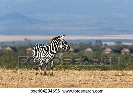 Steppenzebra (Equus quagga), Ol Pejeta Reservat, Kenia, Afrika View Large Photo Image Stock Photograph - Steppenzebra (Equus quagga), Ol Pejeta Reservat, Kenia, Afrika. Fotosearch
