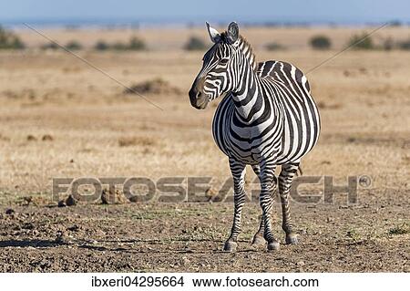 Steppenzebra (Equus quagga), trachtige Stute, Ol Pejeta Reservat, Kenia, Ostafrika, Afrika View Large Photo Image Picture - Steppenzebra (Equus quagga), trachtige Stute, Ol Pejeta Reservat, Kenia, Ostafrika, Afrika. Fotosearch
