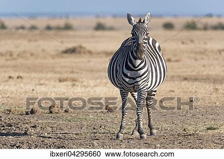 Steppenzebra (Equus quagga), trachtige Stute, Ol Pejeta Reservat, Kenia, Ostafrika, Afrika View Large Photo Image Stock Image - Steppenzebra (Equus quagga), trachtige Stute, Ol Pejeta Reservat, Kenia, Ostafrika, Afrika. Fotosearch