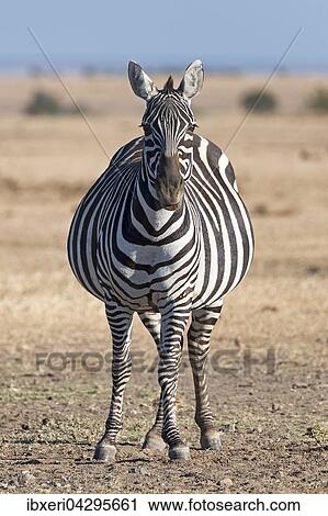 Steppenzebra (Equus quagga), trachtige Stute, Ol Pejeta Reservat, Kenia, Ostafrika, Afrika View Large Photo Image Stock Image - Steppenzebra (Equus quagga), trachtige Stute, Ol Pejeta Reservat, Kenia, Ostafrika, Afrika. Fotosearch