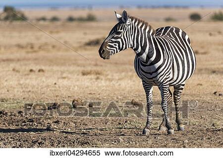 Steppenzebra (Equus quagga), trachtige Stute, Ol Pejeta Reservat, Kenia, Afrika View Large Photo Image Stock Photography - Steppenzebra (Equus quagga), trachtige Stute, Ol Pejeta Reservat, Kenia, Afrika. Fotosearch