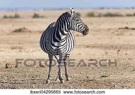 Steppenzebra (Equus quagga), trachtige Stute, Ol Pejeta Reservat, Kenia, Ostafrika, Afrika View Large Photo Image Stock Photography - Steppenzebra (Equus quagga), trachtige Stute, Ol Pejeta Reservat, Kenia, Ostafrika, Afrika. Fotosearch