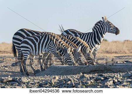 Steppenzebras (Equus quagga) trinken an kunstlichem Wasserloch, Ol Pejeta Reservat, Kenia, Afrika View Large Photo Image Stock Photograph - Steppenzebras (Equus quagga) trinken an kunstlichem Wasserloch, Ol Pejeta Reservat, Kenia, Afrika. Fotosearch