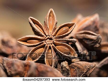 Sternanis (Illicium verum) View Large Photo Image Stock Image - Sternanis (Illicium verum). Fotosearch