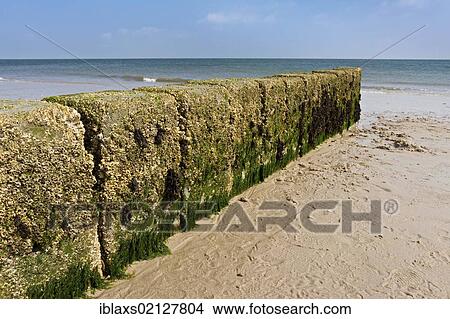 Picture - Stone breaker wall at Hoernum Odde, Hoernum, Sylt, North Frisia, Schleswig-Holstein, Germany, Europe. Fotosearch