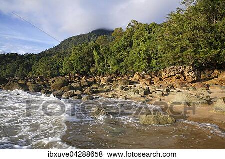 Strand mit Felsen und Regenwald an der Kuste, Permai Rainforest, bei Santubong, Sarawak, Borneo, Malaysia, Asien View Large Photo Image Stock Photo - Strand mit Felsen und Regenwald an der Kuste, Permai Rainforest, bei Santubong, Sarawak, Borneo, Malaysia, Asien. Fotosearch