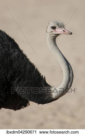 Strauss (Struthio camelus), Kgalagadi Transfrontier Park, Nordkap Provinz, Sudafrika View Large Photo Image Stock Image - Strauss (Struthio camelus), Kgalagadi Transfrontier Park, Nordkap Provinz, Sudafrika. Fotosearch
