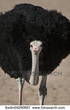 Strauss (Struthio camelus), Kgalagadi Transfrontier Park, Nordkap Provinz, Sudafrika View Large Photo Image Stock Photo - Strauss (Struthio camelus), Kgalagadi Transfrontier Park, Nordkap Provinz, Sudafrika. Fotosearch