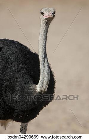 Strauss (Struthio camelus), Kgalagadi Transfrontier Park, Nordkap Provinz, Sudafrika View Large Photo Image Stock Photo - Strauss (Struthio camelus), Kgalagadi Transfrontier Park, Nordkap Provinz, Sudafrika. Fotosearch