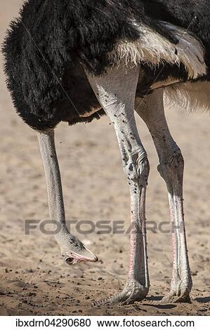 Strauss (Struthio camelus) lasst den Kopf hangen, Kgalagadi-Transfrontier-Nationalpark, Nordkap Provinz, Sudafrika View Large Photo Image Stock Image - Strauss (Struthio camelus) lasst den Kopf hangen, Kgalagadi-Transfrontier-Nationalpark, Nordkap Provinz, Sudafrika. Fotosearch