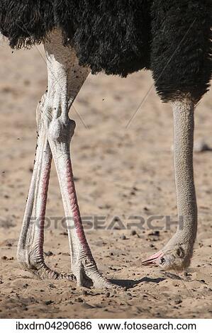 Strauss (Struthio camelus) lasst den Kopf hangen, Kgalagadi-Transfrontier-Nationalpark, Nordkap Provinz, Sudafrika View Large Photo Image Stock Photograph - Strauss (Struthio camelus) lasst den Kopf hangen, Kgalagadi-Transfrontier-Nationalpark, Nordkap Provinz, Sudafrika. Fotosearch