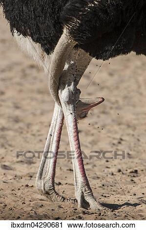 Strauss (Struthio camelus) mit Kopf zwischen den Beinen, Kgalagadi-Transfrontier-Nationalpark, Nordkap Provinz, Sudafrika View Large Photo Image Stock Image - Strauss (Struthio camelus) mit Kopf zwischen den Beinen, Kgalagadi-Transfrontier-Nationalpark, Nordkap Provinz, Sudafrika. Fotosearch