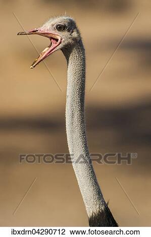 Strauss (Struthio camelus) mit offenem Schnabel, Portrait, Kgalagadi Transfrontier Park, Nordkap Provinz, Sudafrika View Large Photo Image Stock Image - Strauss (Struthio camelus) mit offenem Schnabel, Portrait, Kgalagadi Transfrontier Park, Nordkap Provinz, Sudafrika. Fotosearch