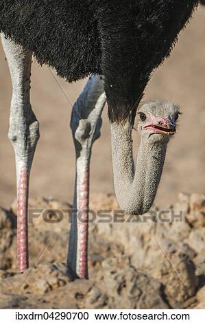 Strauss (Struthio camelus) mit gesenktem Kopf, Kgalagadi Transfrontier Park, Nordkap Provinz, Sudafrika View Large Photo Image Stock Image - Strauss (Struthio camelus) mit gesenktem Kopf, Kgalagadi Transfrontier Park, Nordkap Provinz, Sudafrika. Fotosearch