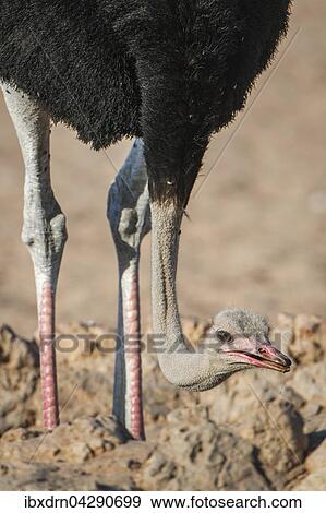 Strauss (Struthio camelus) mit gesenktem Kopf, Kgalagadi Transfrontier Park, Nordkap Provinz, Sudafrika View Large Photo Image Stock Photo - Strauss (Struthio camelus) mit gesenktem Kopf, Kgalagadi Transfrontier Park, Nordkap Provinz, Sudafrika. Fotosearch