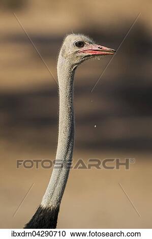 Strauss (Struthio camelus) nach dem Trinken, Portrait, Kgalagadi Transfrontier Park, Nordkap Provinz, Sudafrika View Large Photo Image Stock Image - Strauss (Struthio camelus) nach dem Trinken, Portrait, Kgalagadi Transfrontier Park, Nordkap Provinz, Sudafrika. Fotosearch